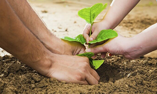 Benefits Of Planting Trees/Plants Benefits Of Planting Trees/Plants