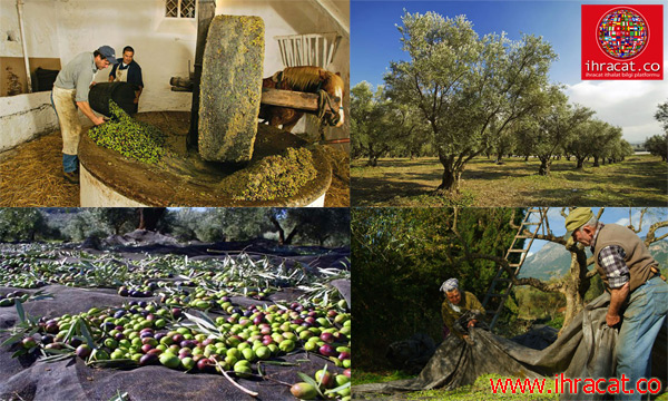oliveoil, olive export