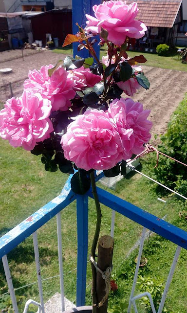 Roze stablašica, prva godina Prvo cvijetanje ruže stablašice
