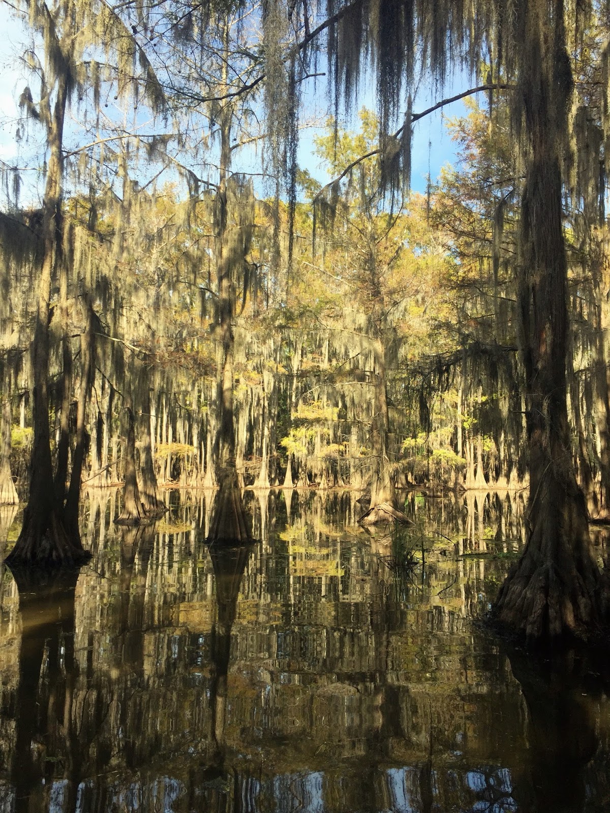 swamp tours houston tx