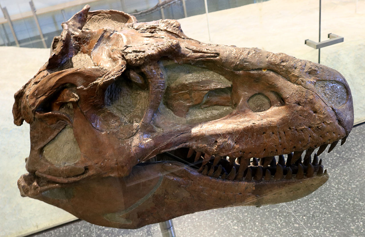 Albertosaurus Skull