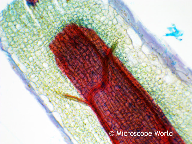 Microscopy image of capsella at 100x.