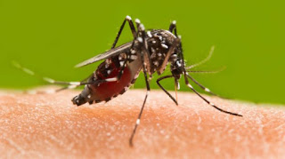 Dengue bukhaar se bachne ke liye kya khaye? Dengue bukhaar se bachne ke liye kya khaye?