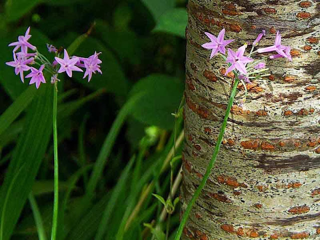 Tulbaghia violacea, pink flowers