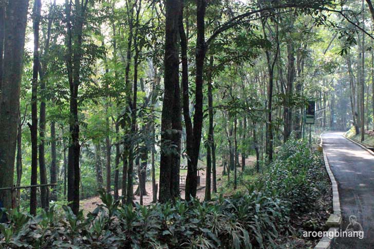 taman hutan raya ir h juanda