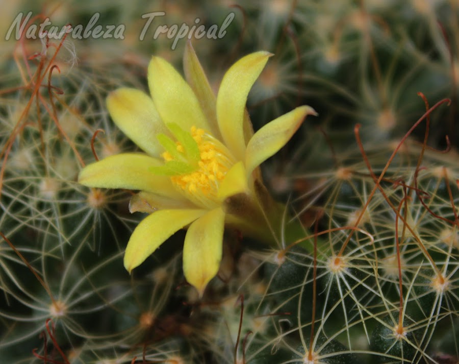 Vista lateral de la flor del cactus Mammillaria surculosa