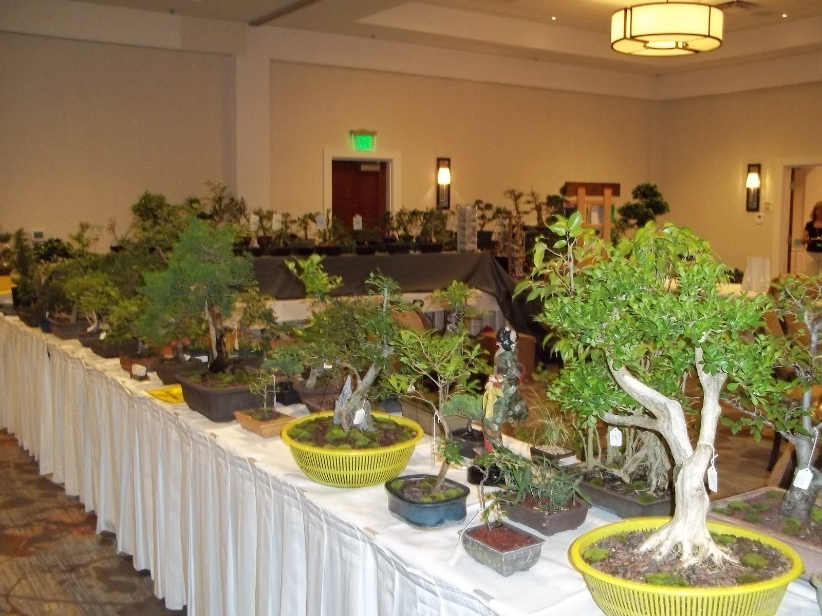 Bent Tree Bonsai Dallas State Bonsai Convention 2012