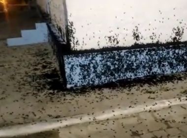 Ruas da cidade de Ibotirama são invadidas por infestação de besouros Ruas da cidade de Ibotirama são invadidas por infestação de besouros