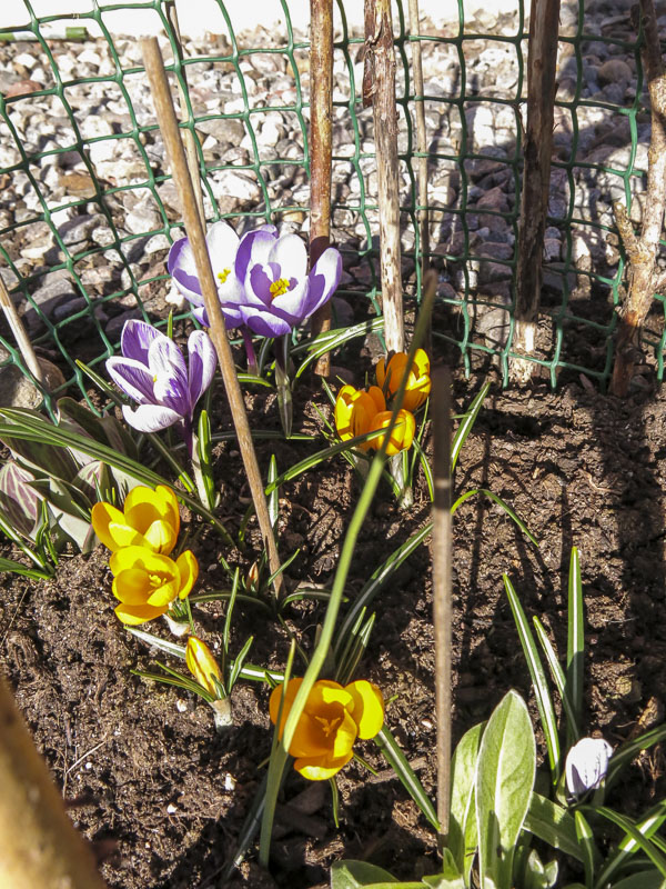 krokus krokus
