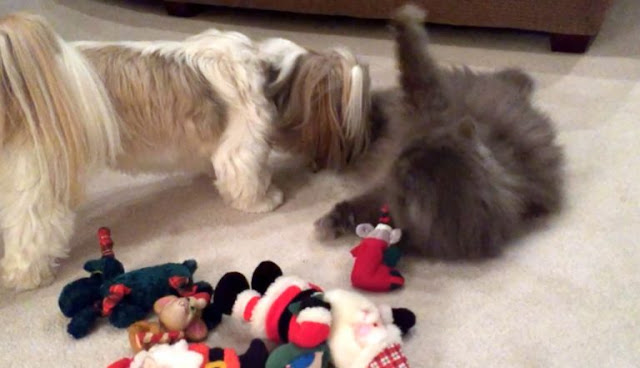 6. Não compre brinquedos perigosos para shih tzu