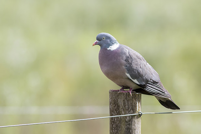 Wood Pigeon Wood Pigeon