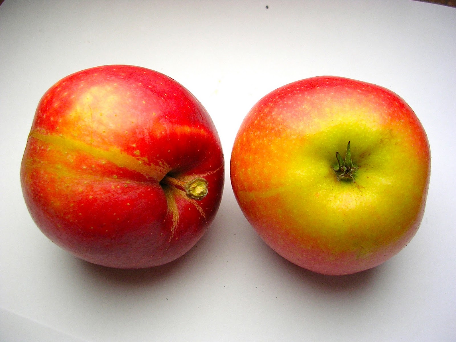 Bilder-Bibliothek: Äpfel aus Deuschland - Cox orange, Boskoop, Gala
