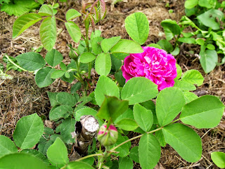 Rose de Resht (C) by Joachim F. Wenk
