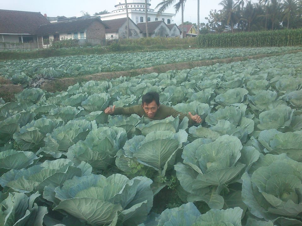Complete Guide On How To Grow Cabbage A Right For Maximum results