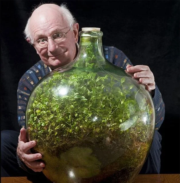 David Latimer decidiu tentar criar um pequeno jardim dentro de um garrafão de vidro.