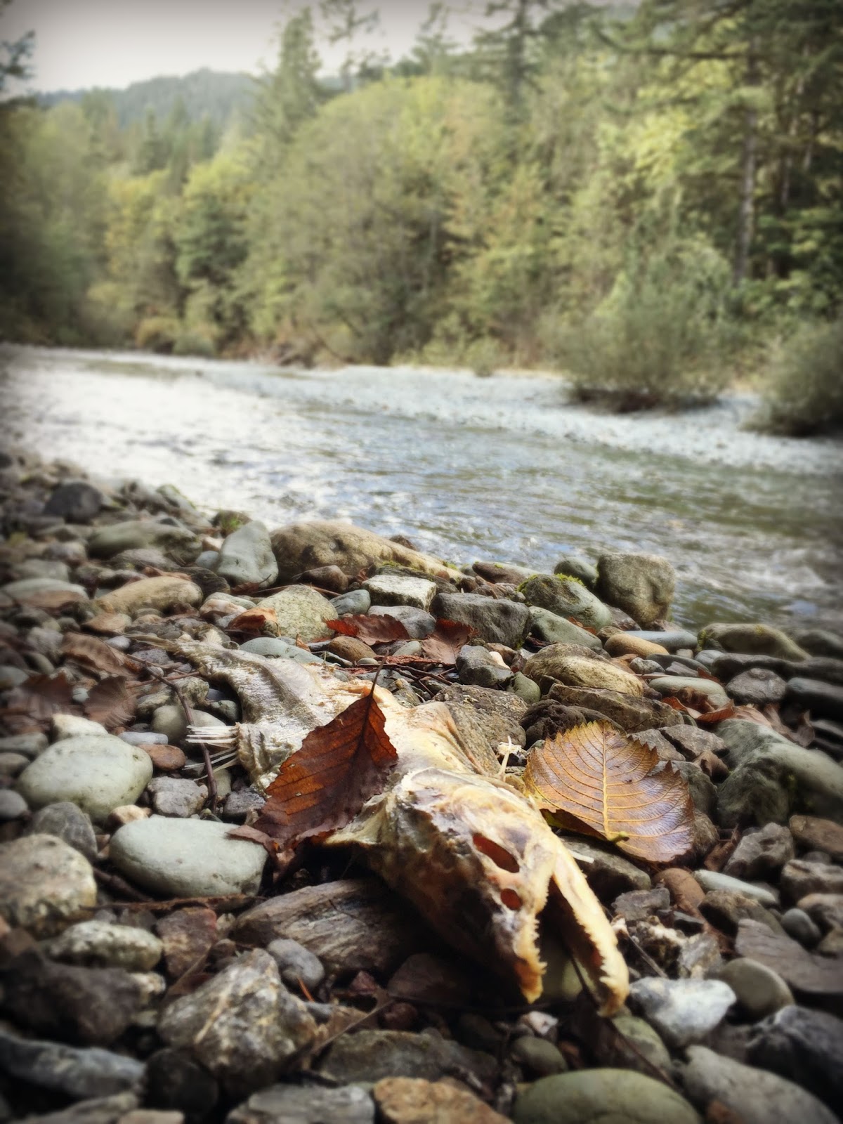 Marblemount Homestead Fishing fever, or "Why my sons hugged their