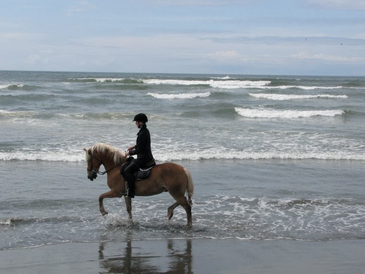 Adventures with Shyloh: hump day haflinger series #5