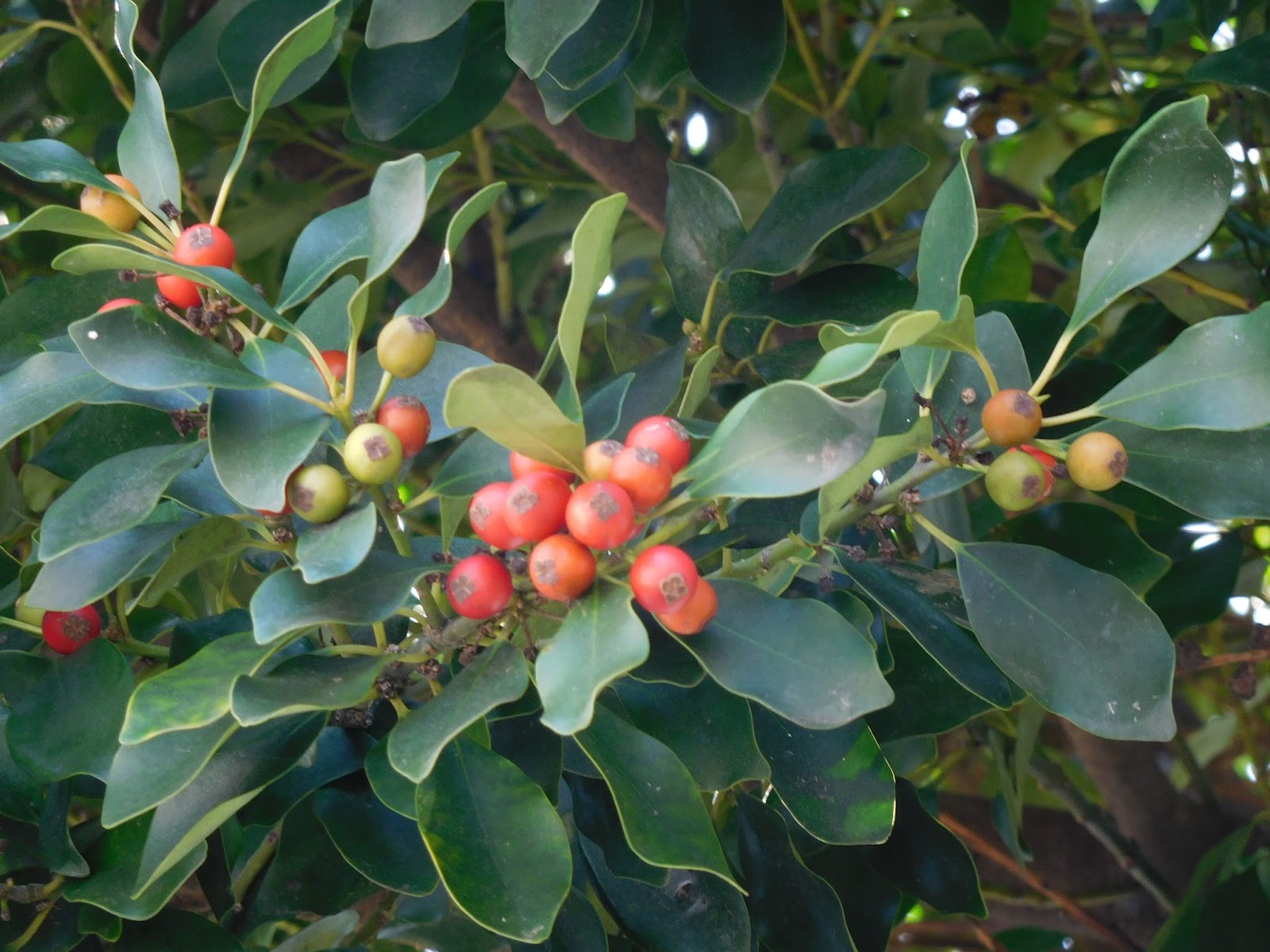 大井恒行の日日彼是 四ッ谷龍「垂直・斜め・折れたのもある采配蘭」（『夢想の大地におがたまの花が降る』）・・・