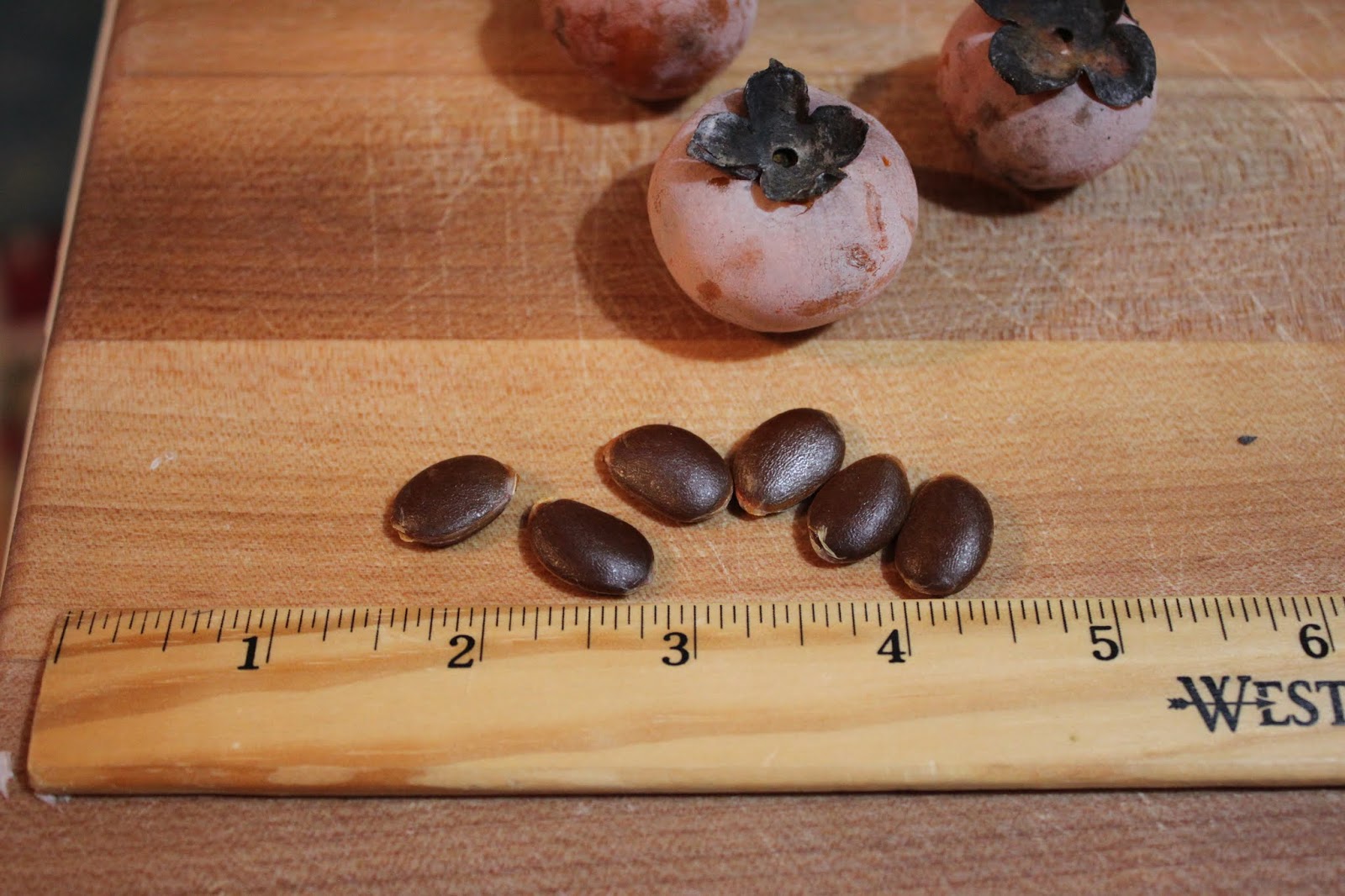 Centenary College Arboretum