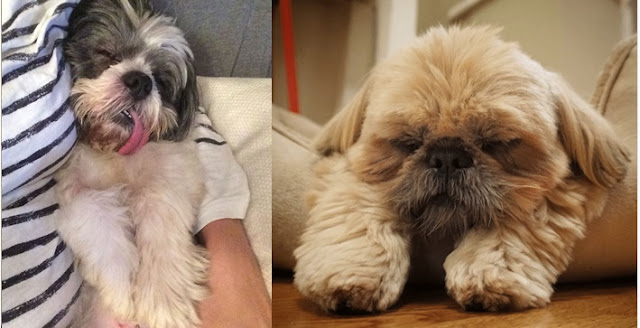 Até o jeito de dormir do SHIH TZU mostra quem ele é