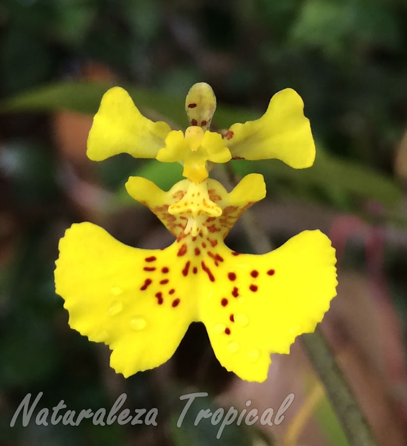 Flor característica de la orquídea bailarina, Tolumnia guibertiana