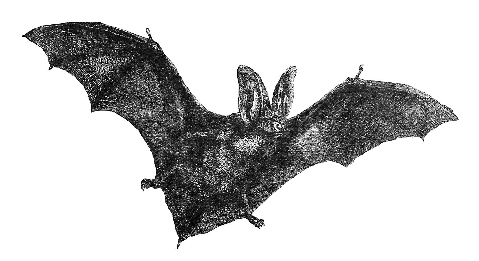 Vintage Bat 2