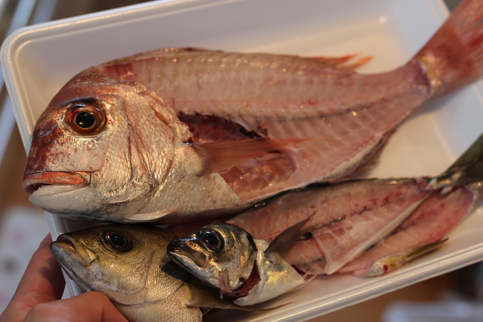 主婦必見 魚屋が伝えたい 新鮮で美味しい魚を食べるために知って欲しいこと イクメンライフハッカー