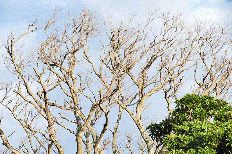 Ryukyu Life Animated GIF of Clouds and Trees