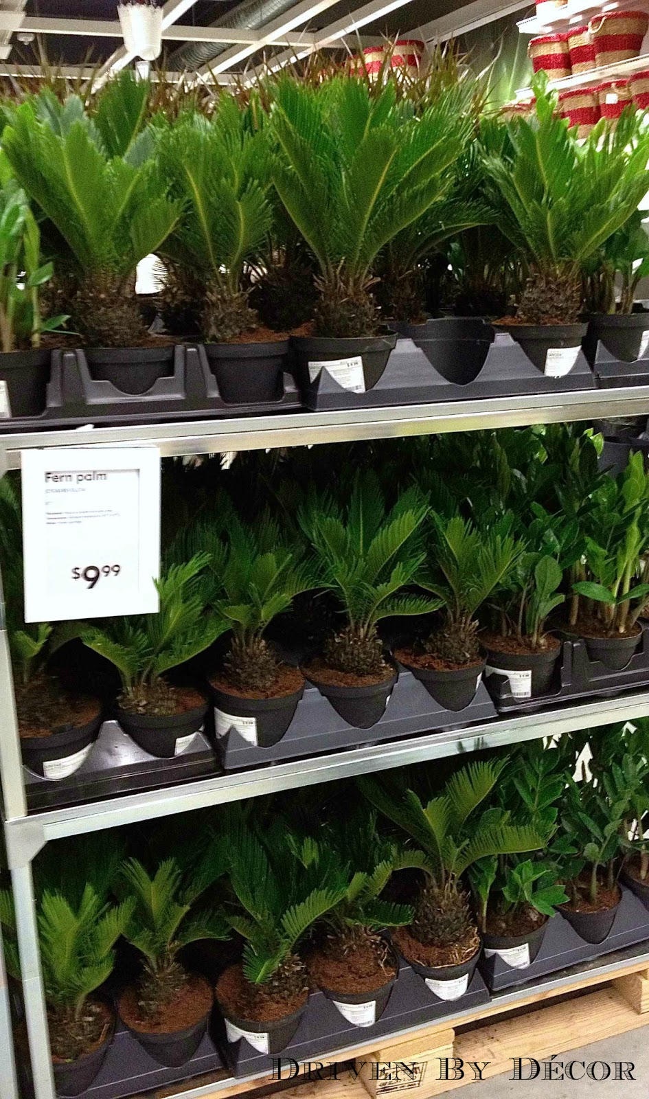 IKEA's New Indoor Plants Driven by Decor