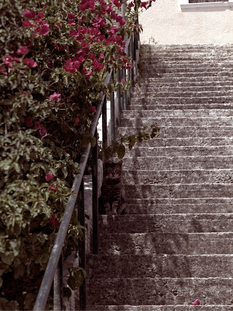 cat on stairs lixouri, kefalonia, greece photo by sue wellington cat on stairs lixouri, kefalonia, greece photo by sue wellington