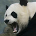 Top 5 Updates Of Google Panda By SEO Survival Tips