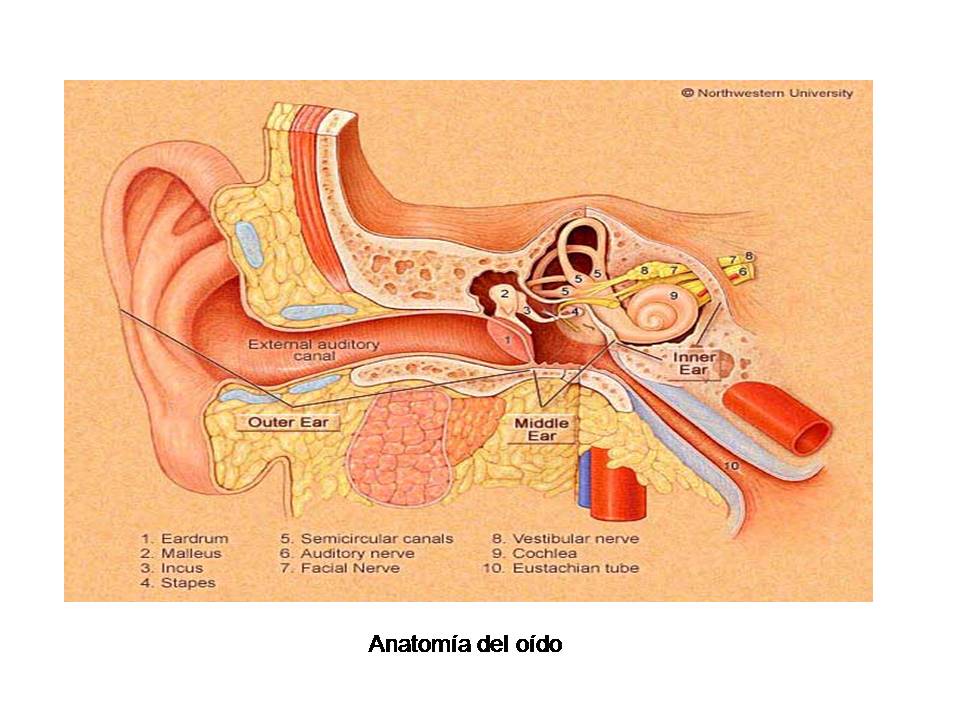 Otitis Externa Aguda