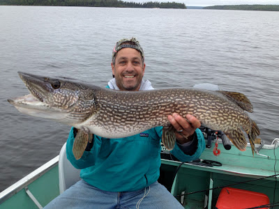 Trophy Northern Pike caught & released at Rainbow Point Lodge, Perrault Lake