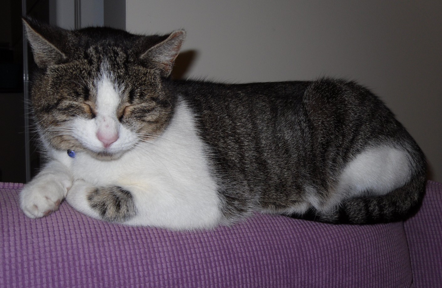 I prefer reading How many beds does one cat need?