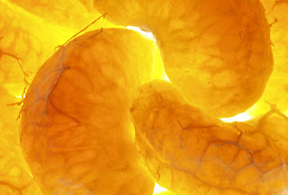 Secret cat rocking secret world: May 2011