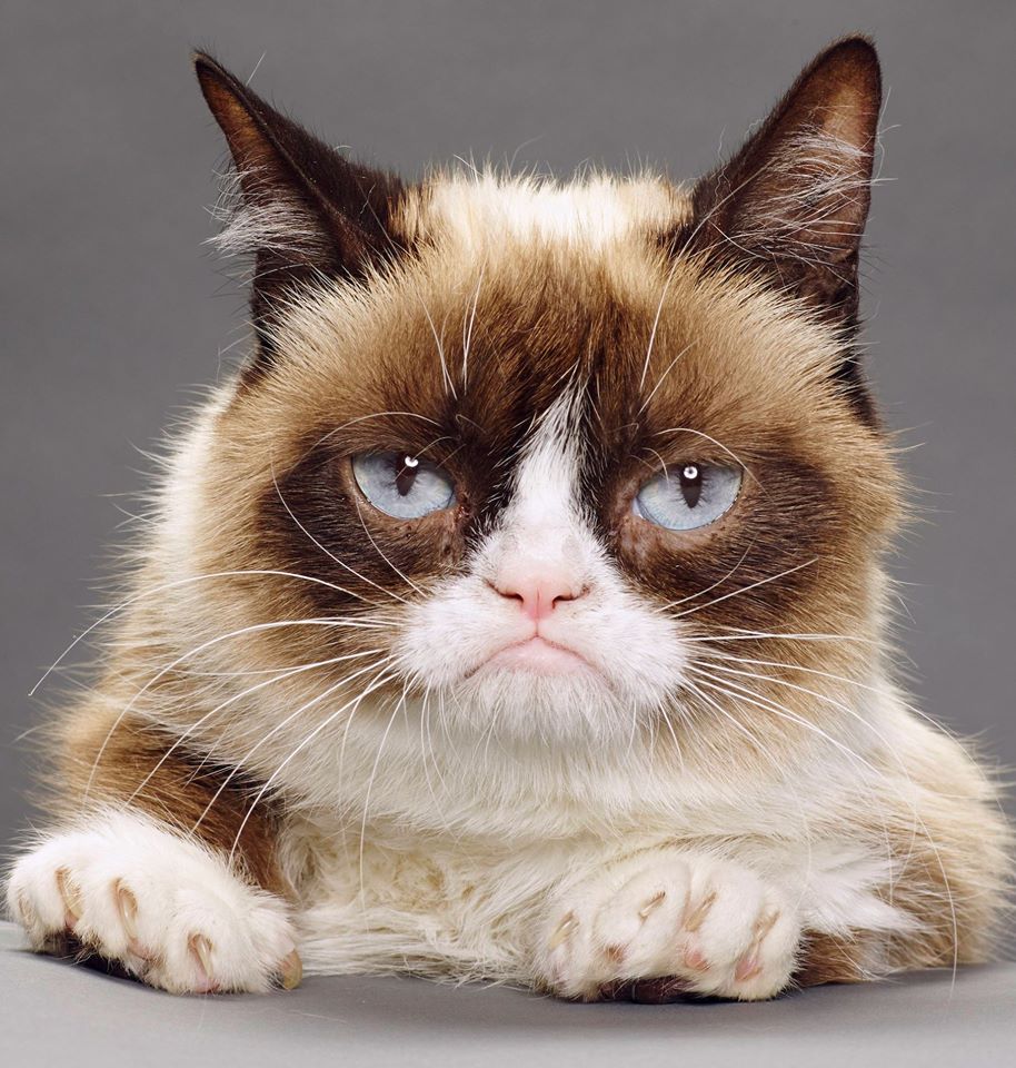 grumpy cat meme