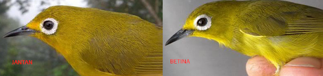 Ciri Ciri Burung Pleci Jantan Dan Betina Yang Perlu Diketahui