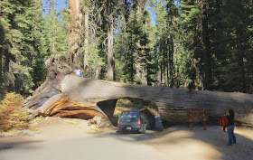 Tunnel Tree, Sequoia National Park