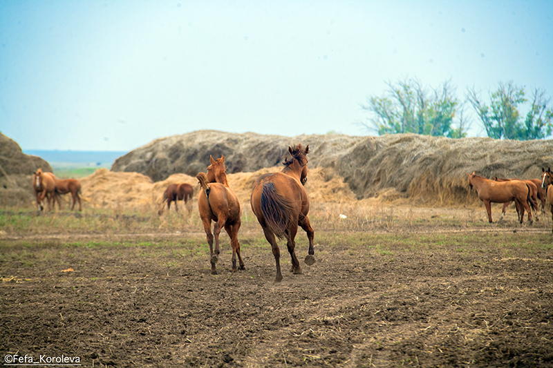 YY0P8141-245.jpg