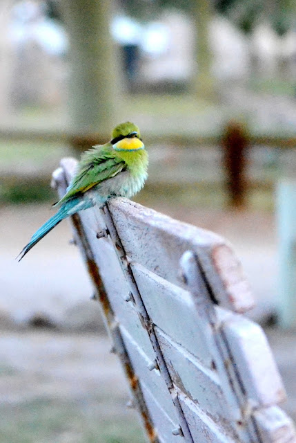 Fluffed up Swallow-tailed Bee-eater