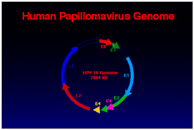 HPV penyebab kutil kelamin