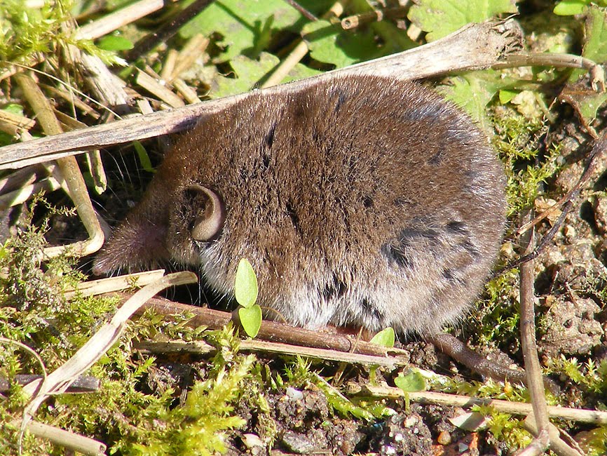 Days on the Claise: What a Pointy Nose You Have!