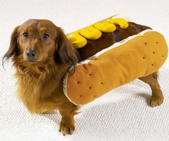 chien hot dog