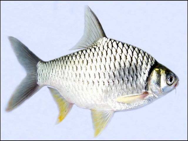 Gambar Ikan Tawes