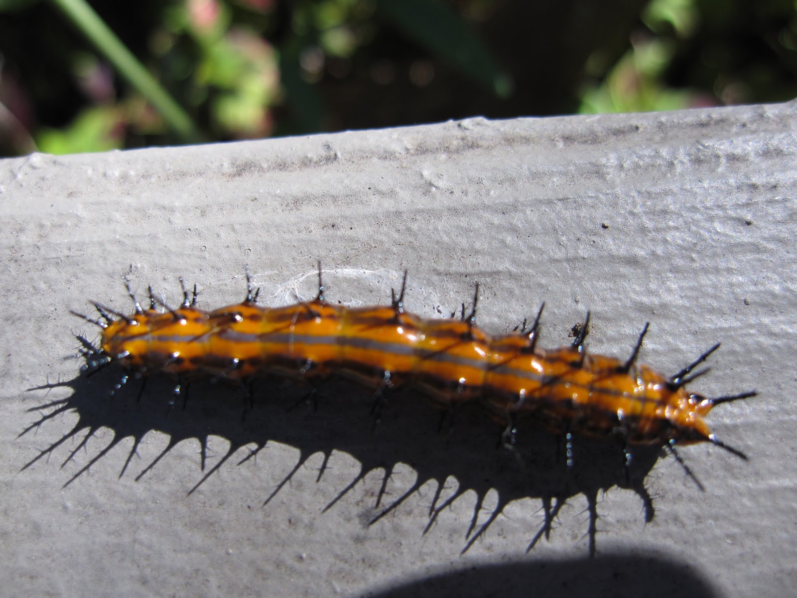 Gardening for Butterflies Gulf Fritillary Butterfly Host plant