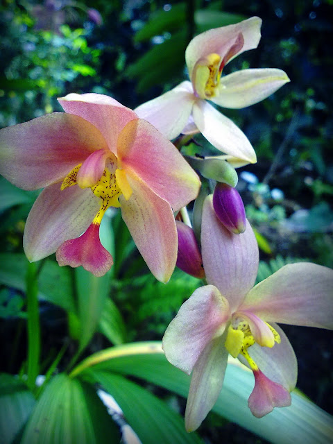 keindahan bunga orkid desa