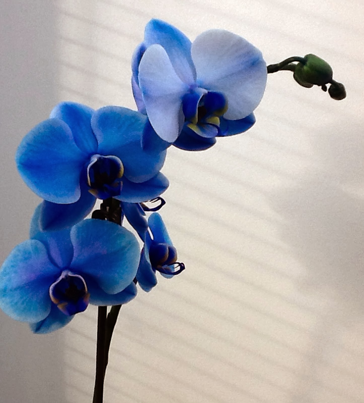 Blue+orchid.jpg