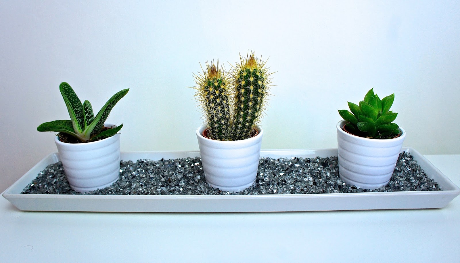 plant, cacti, cactus, lifestyle, homeware, greenery, home