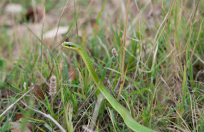 A Snake In The Grass - Mother Nature's Son