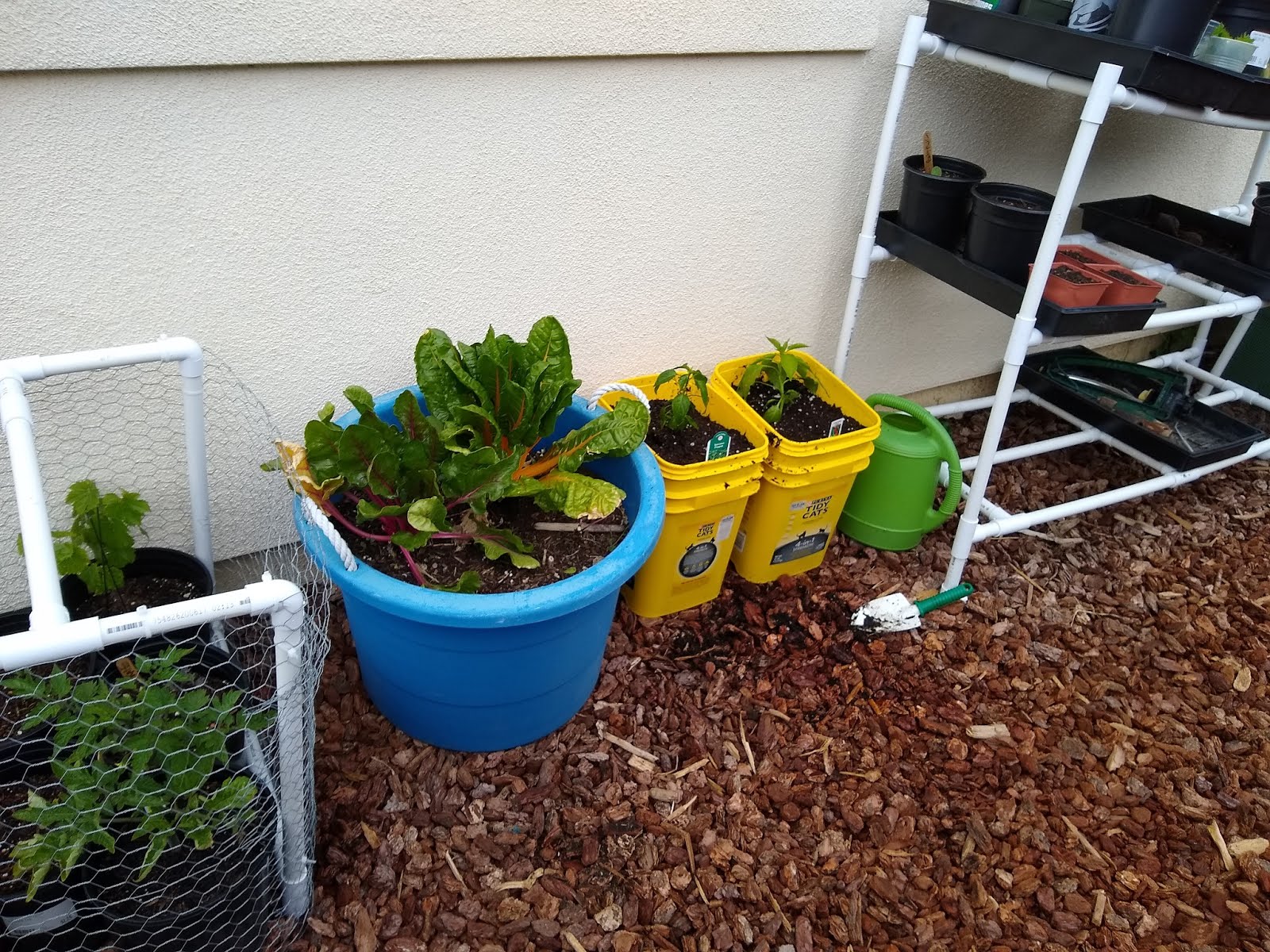 Planting Peppers in a Kitty Litter Container Container Gardening